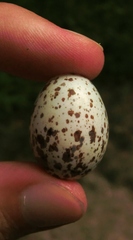Antrostomus vociferus