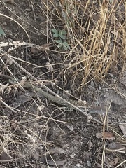 Aspidoscelis stictogrammus