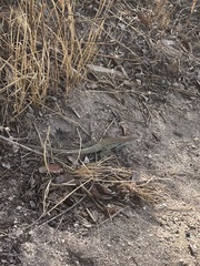 Aspidoscelis stictogrammus