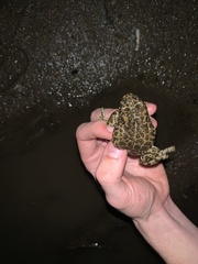 Bufotes viridis viridis