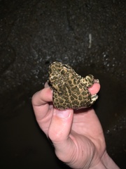 Bufotes viridis viridis
