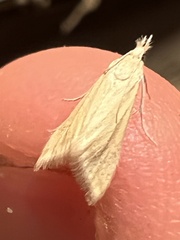 Microtheoris