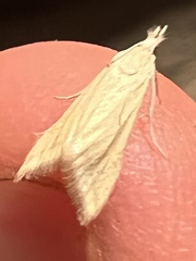 Microtheoris
