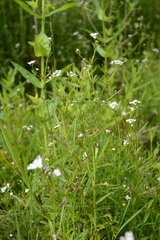 Galium elongatum