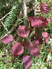 Euphorbia cotinifolia