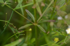 Galium elongatum