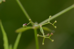 Galium elongatum