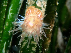 Paractinia striata
