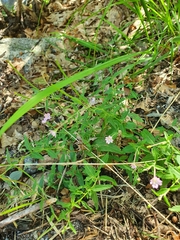 Epilobium collinum