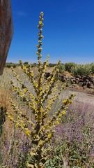 Verbascum sinaiticum
