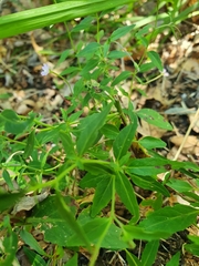Epilobium collinum