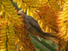 Colius striatus integralis