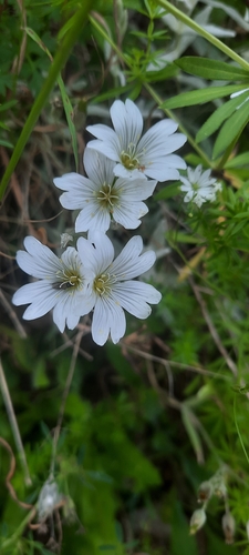 Boreal chickweed (Cerastium biebersteinii)