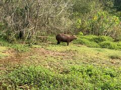 Hydrochoerus hydrochaeris