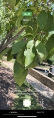 Malus dasyphylla