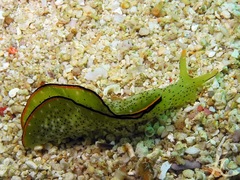 Elysia marginata