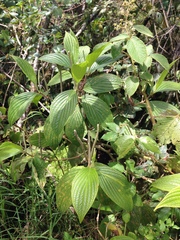 Piperales