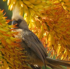 Colius striatus integralis