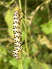 Cucullia scrophulariae