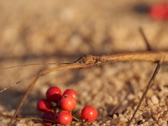 Exocnophila