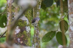 Calicalicus madagascariensis