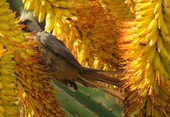 Colius striatus integralis