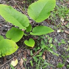 Trachystemon orientalis