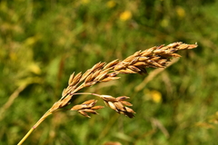 Festuca paniculata