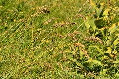 Festuca paniculata