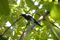 Aplonis metallica inornata