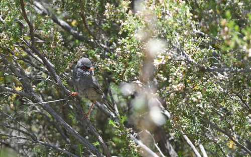 Marmora's Warbler (Curruca sarda), photo 6