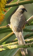 Colius striatus integralis