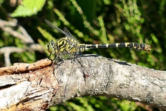 Onychogomphus forcipatus