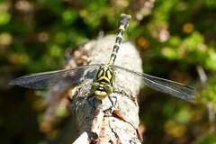 Onychogomphus forcipatus