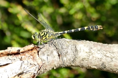 Onychogomphus forcipatus