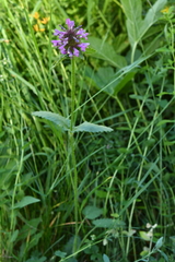 Betonica hirsuta