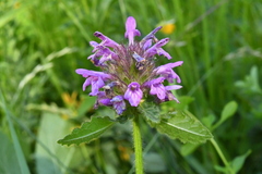 Betonica hirsuta