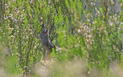 Curruca sarda
