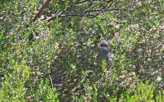 Curruca sarda