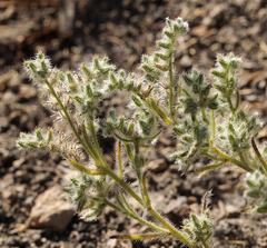 Cryptantha ambigua