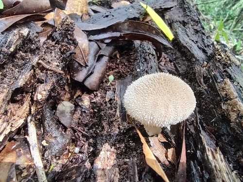 Lycoperdon perlatum image
