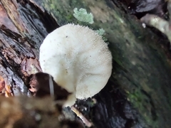 Lycoperdon perlatum image