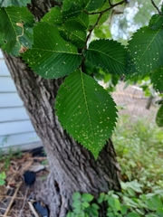 Ulmus americana