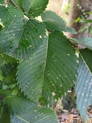 Ulmus americana