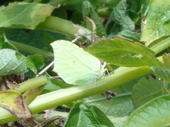 Gonepteryx rhamni