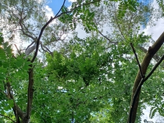Ulmus americana