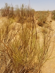 Retama raetam