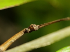 Exocnophila