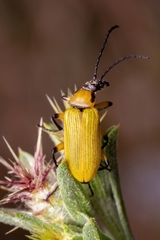 Proctenius granatensis