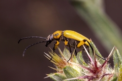 Proctenius granatensis